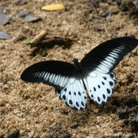 Papilio polymnestor Cramer, 1775